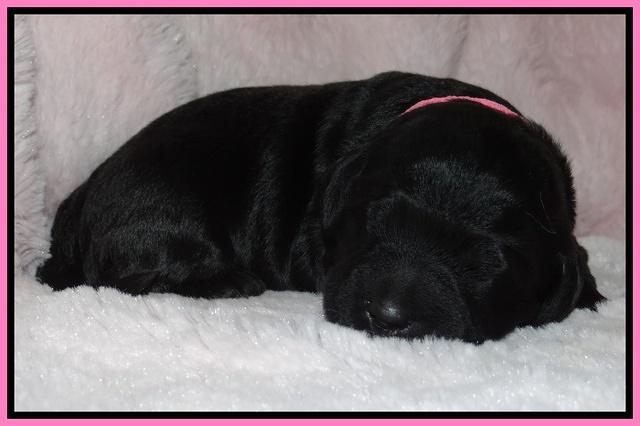 Bess Zephyr pups 1 wk old 61