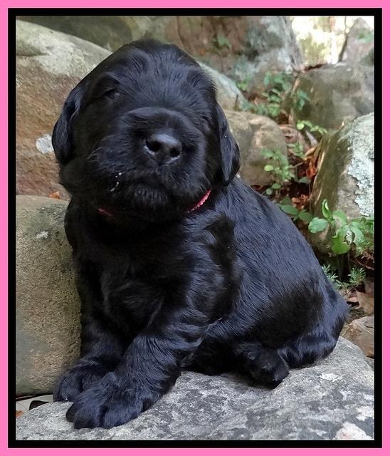 Bess Zephyr pups 2 wks old 51