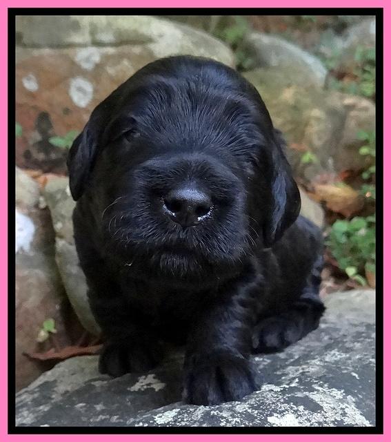 Bess Zephyr pups 2 wks old 61