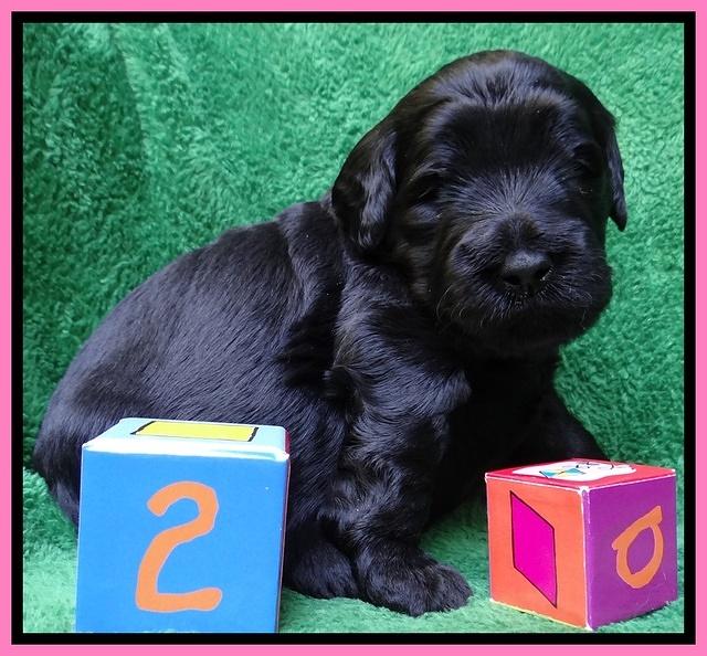 Bess Zephyr pups 3 wks old 51