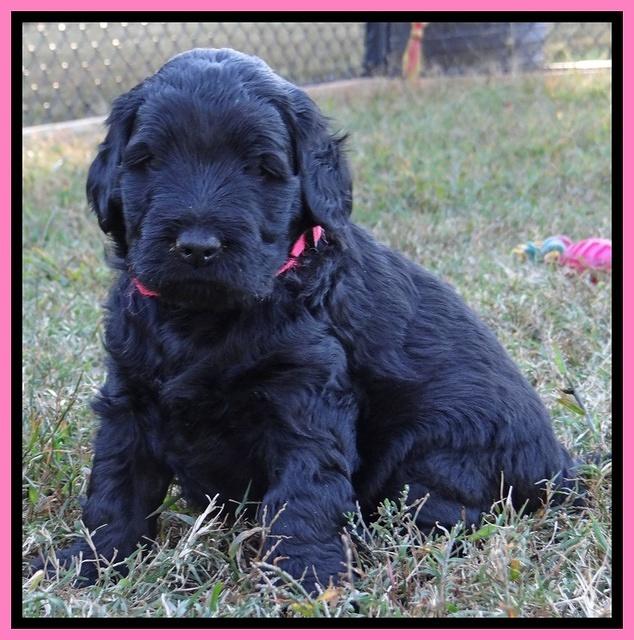 Bess Zephyr pups 4 wks old 101