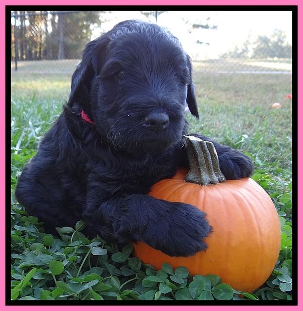 Bess Zephyr pups 4 wks old 61