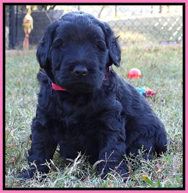 Bess Zephyr pups 4 wks old 91