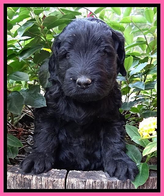 Bess Zephyr pups 5 wks old 131