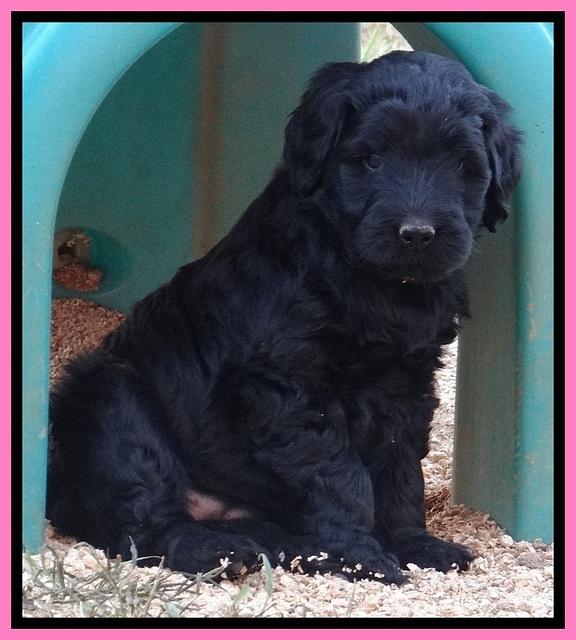 Bess Zephyr pups 6 wks old 71