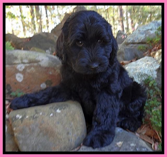 Bess Zephyr pups 8 wks old 21