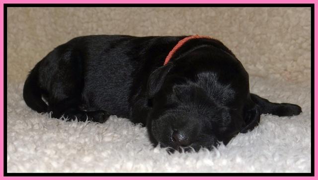 Bess Zephyr pups newborn 11