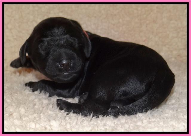 Bess Zephyr pups newborn 21