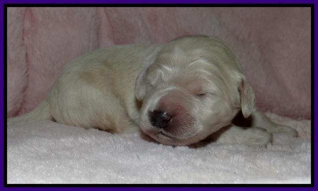 Bess Zephyr pups 1 wk old 81