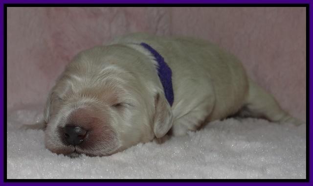 Bess Zephyr pups 1 wk old 91