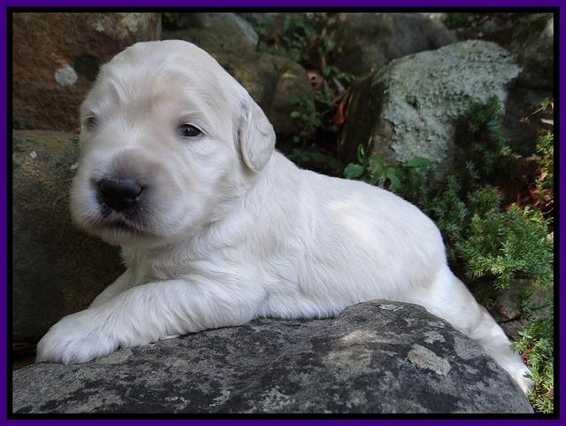 Bess Zephyr pups 2 wks old 71