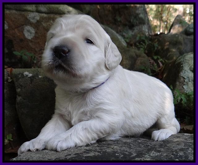 Bess Zephyr pups 2 wks old 81