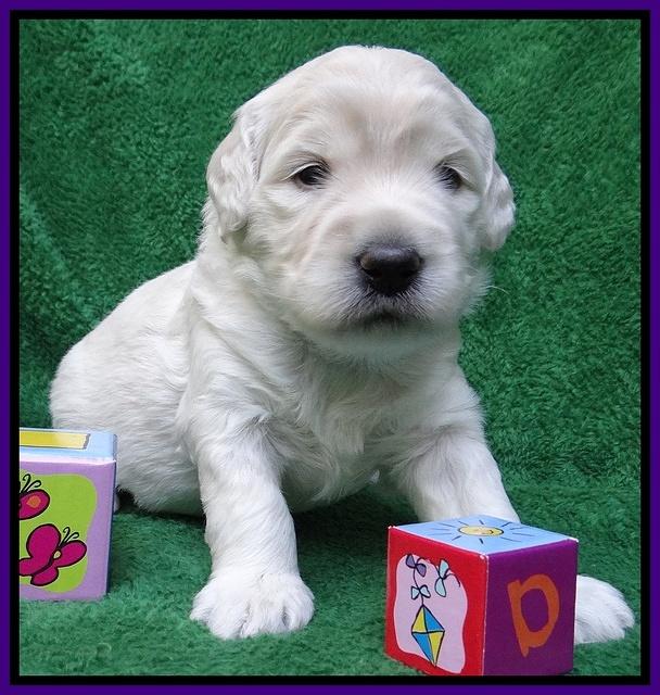 Bess Zephyr pups 3 wks old 101