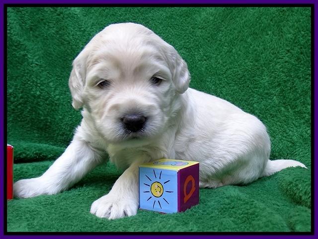 Bess Zephyr pups 3 wks old 81