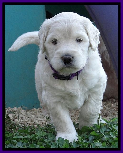 Bess Zephyr pups 4 wks old 131