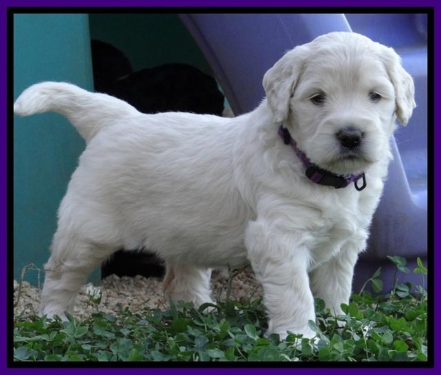 Bess Zephyr pups 4 wks old 141