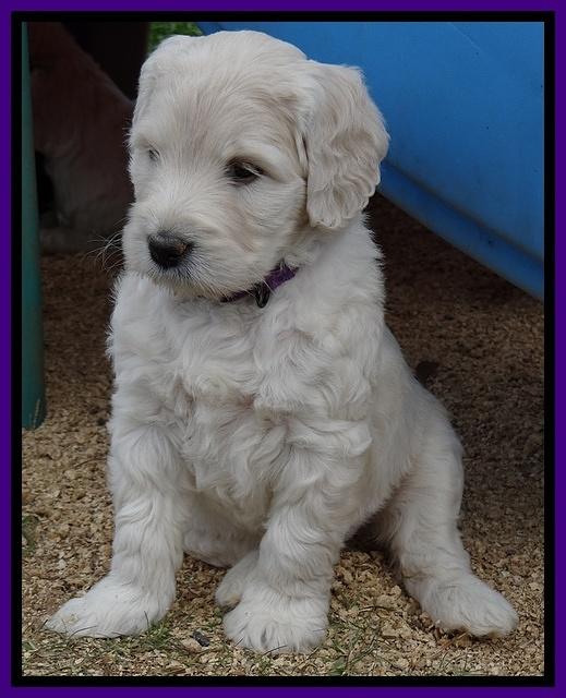 Bess Zephyr pups 6 wks old 101