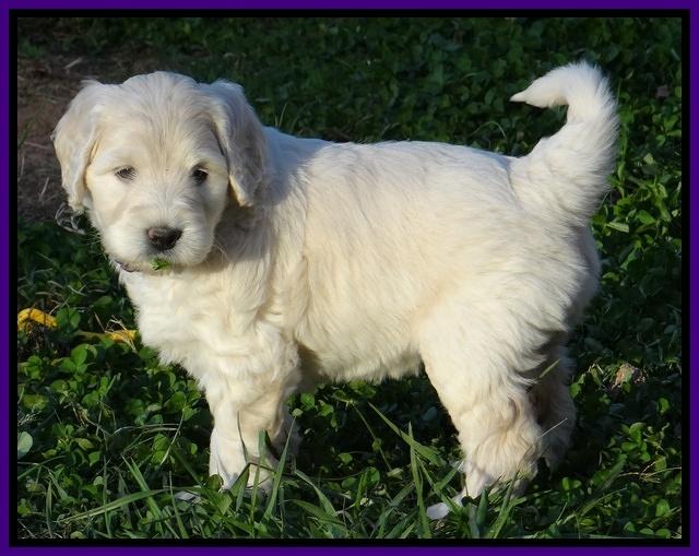 Bess Zephyr pups 6 wks old 111