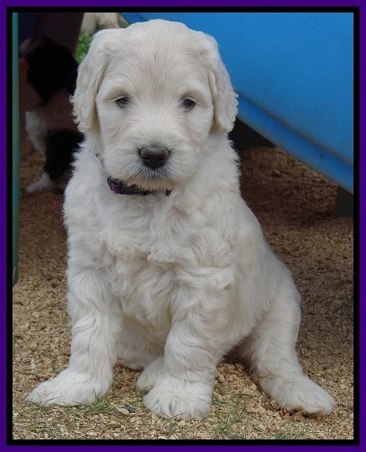 Bess Zephyr pups 6 wks old 121