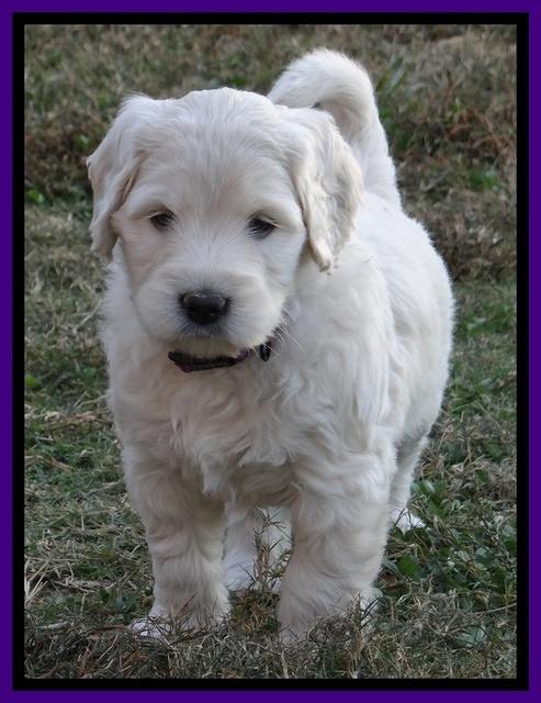 Bess Zephyr pups 6 wks old 131