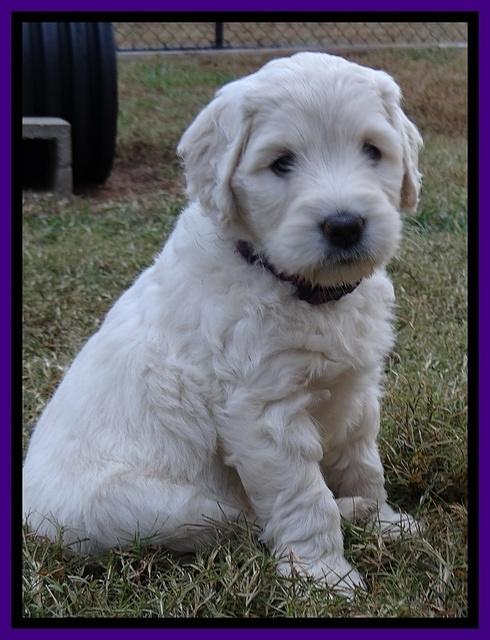 Bess Zephyr pups 6 wks old 141