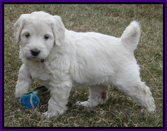 Bess Zephyr pups 6 wks old 151