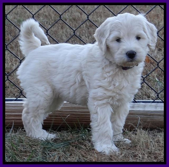 Bess Zephyr pups 7 wks old 81