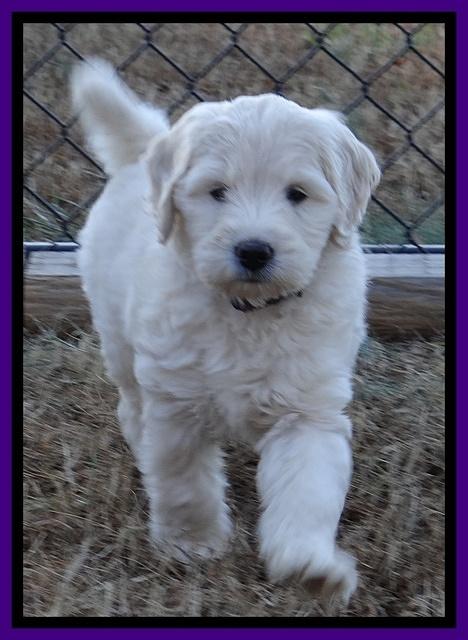 Bess Zephyr pups 7 wks old 91