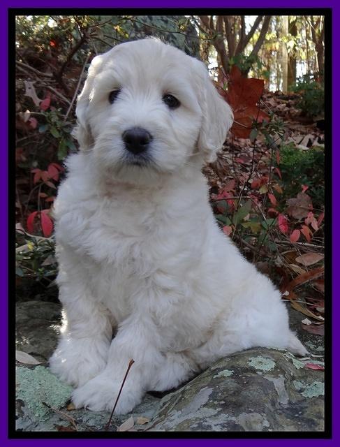Bess Zephyr pups 8 wks old 31