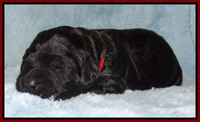 Bess Zephyr pups 1 wk old 111