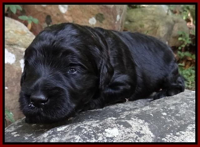 Bess Zephyr pups 2 wks old 101