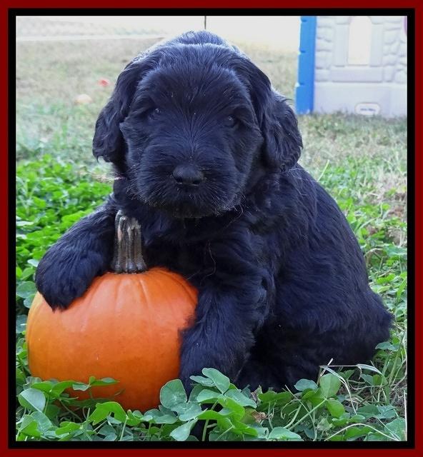 Bess Zephyr pups 4 wks old 161