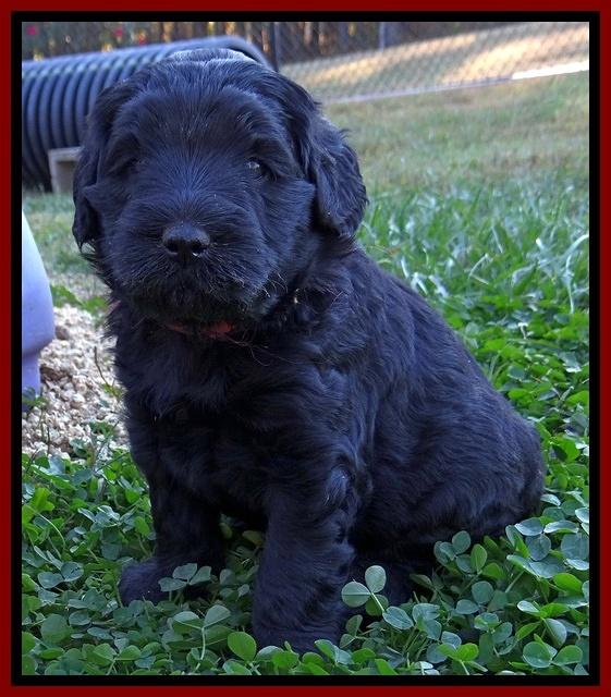Bess Zephyr pups 4 wks old 181