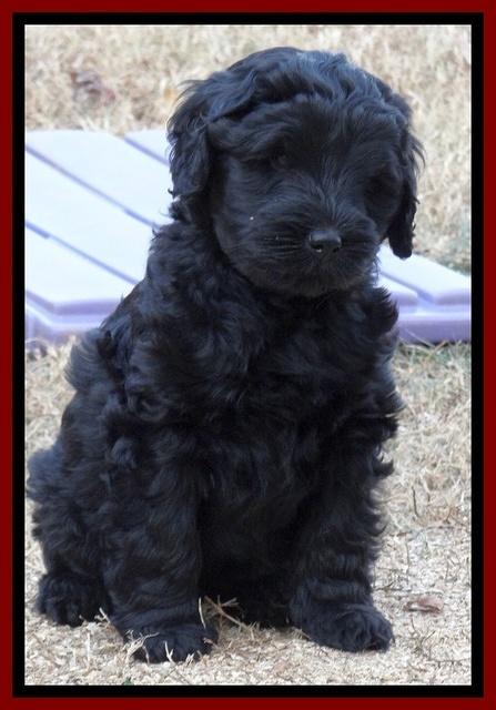 Bess Zephyr pups 7 wks old 101