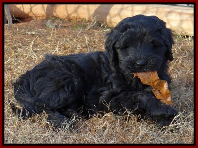 Bess Zephyr pups 7 wks old 151