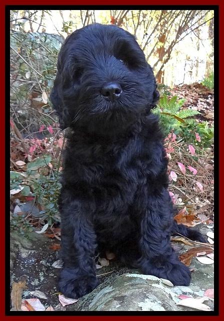 Bess Zephyr pups 8 wks old 101