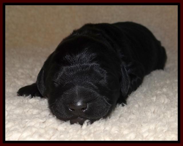 Bess Zephyr pups newborn 71
