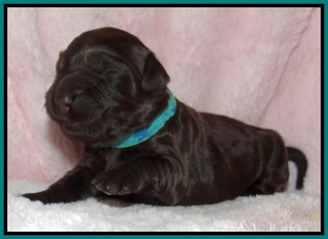 Bess Zephyr pups 1 wk old 141