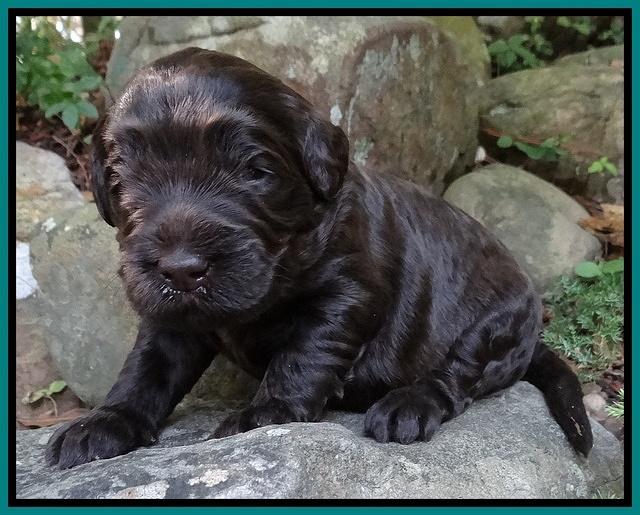 Bess Zephyr pups 2 wks old 131