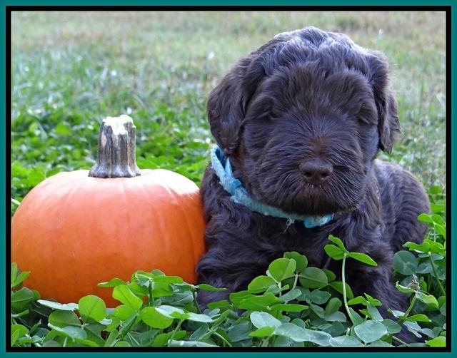 Bess Zephyr pups 4 wks old 211