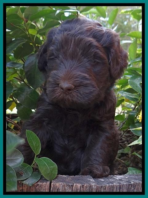 Bess Zephyr pups 5 wks old 81