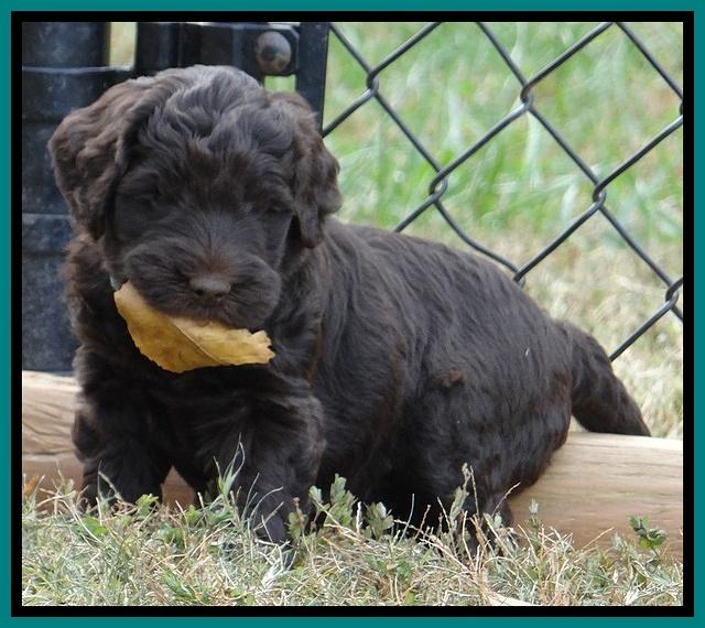 Bess Zephyr pups 6 wks old 221