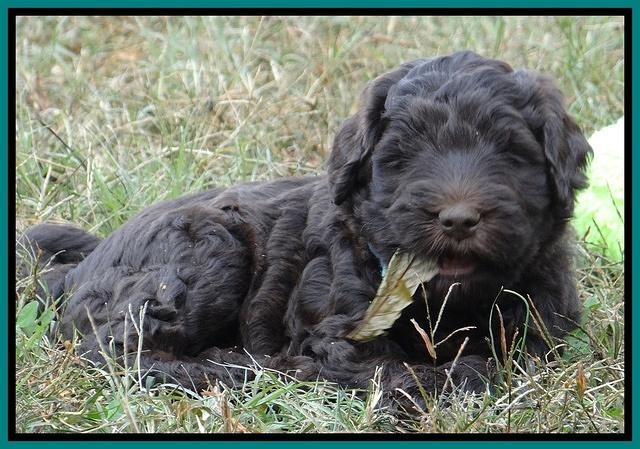 Bess Zephyr pups 6 wks old 231