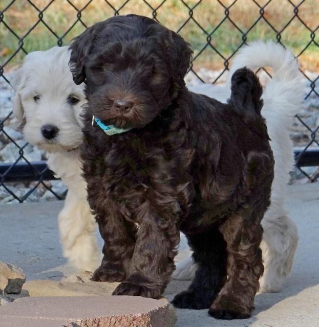 Bess Zephyr pups 7 wks old 181