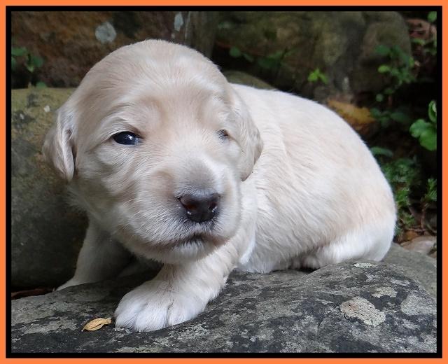 Bess Zephyr pups 2 wks old 21