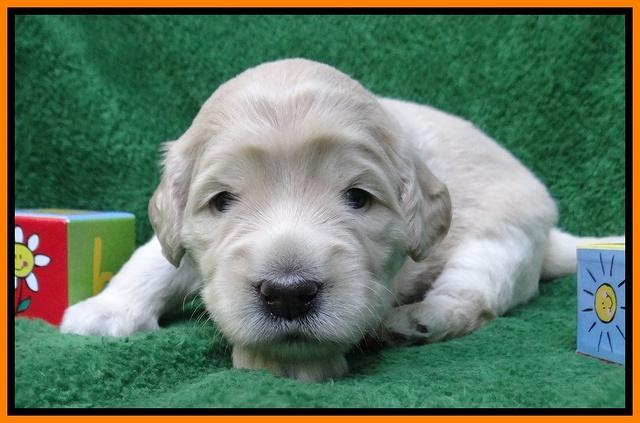 Bess Zephyr pups 3 wks old 201
