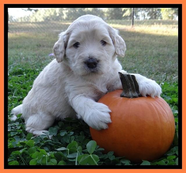 Bess Zephyr pups 4 wks old 251