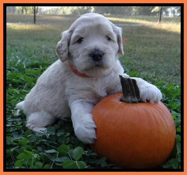 Bess Zephyr pups 4 wks old 271