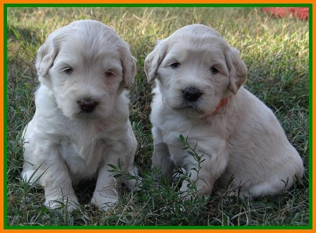Bess Zephyr pups 4 wks old 341