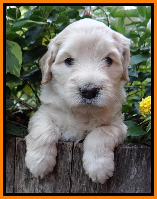 Bess Zephyr pups 5 wks old 191